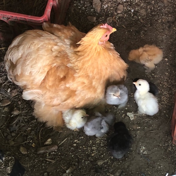 Meet your Posher, Lisa - Picture 3 of 6